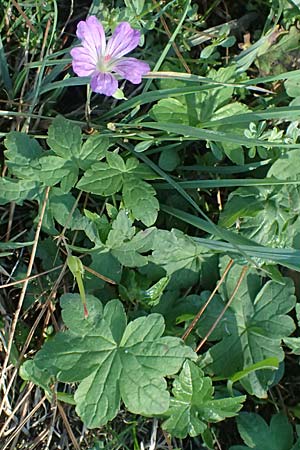 Geranium nodosum \ Knotiger Storchschnabel / Knotted Crane's-Bill, I Liguria, Passo di Cento Croci 27.9.2023