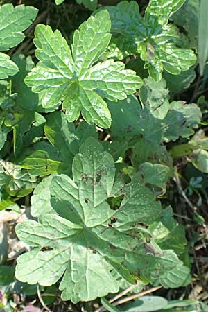 Geranium nodosum \ Knotiger Storchschnabel / Knotted Crane's-Bill, I Liguria, Passo di Cento Croci 27.9.2023