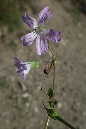 Geranium nodosum \ Knotiger Storchschnabel / Knotted Crane's-Bill, I Liguria, Passo di Cento Croci 27.9.2023