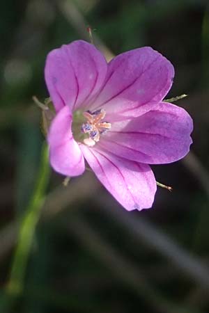 Geranium pusillum / Small-Flowered Crane's-Bill, I Liguria, Passo delle Cappelletta 1.10.2023