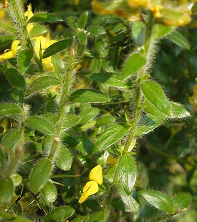 Genista germanica \ Deutscher Ginster, I Albisola 22.5.2010