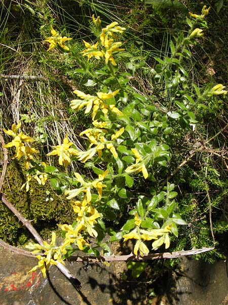 Genista germanica \ Deutscher Ginster / German Broom, I Liguria, Zuccarello 19.5.2013