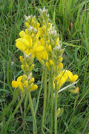 Genista sagittalis \ Flgel-Ginster / Pennate Greenweed, I Norcia 7.6.2007