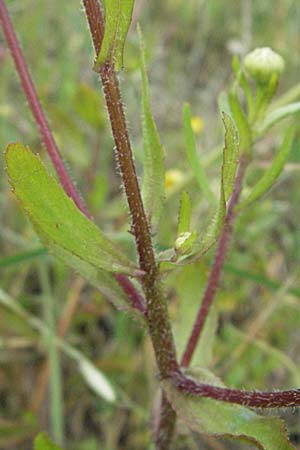 Coleostephus myconis \ Kranz-Wucherblume, I Passignano 1.6.2007