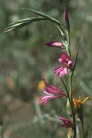 Gladiolus italicus / Field Gladiolus, I Promontorio del Gargano, Mattinata 30.4.1985