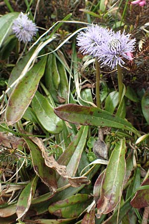 Globularia nudicaulis \ Nackstngelige Kugelblume, Schaft-Kugelblume / Leafless Stemmed Senna, I Alpi Bergamasche, Pizzo Arera 9.6.2017