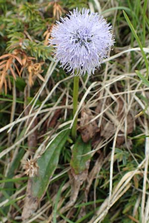 Globularia nudicaulis / Leafless Stemmed Senna, I Alpi Bergamasche, Monte Alben 11.6.2017