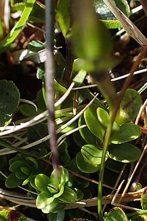 Gentiana orbicularis \ Rundblttriger Enzian / Round-Leaved Gentian, I Südtirol,  Stallersattel 6.7.2022