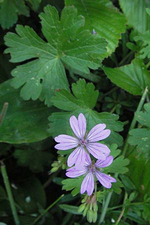 Geranium pyrenaicum / Hedge-Row Crane's-Bill, I Norcia 7.6.2007