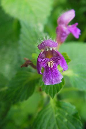 Galeopsis pubescens \ Weichhaariger Hohlzahn / Downy Hemp-Nettle, I Sant' Anna d'Alfaedo 31.7.2011