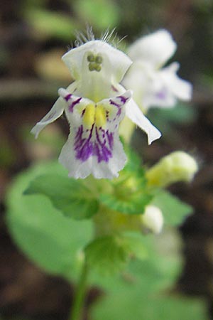 Galeopsis pubescens \ Weichhaariger Hohlzahn / Downy Hemp-Nettle, I Vicenza 31.7.2011