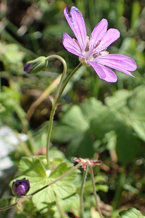 Geranium pyrenaicum \ Pyrenen-Storchschnabel / Hedge-Row Crane's-Bill, I Alpi Bergamasche, Pizzo Arera 7.6.2017