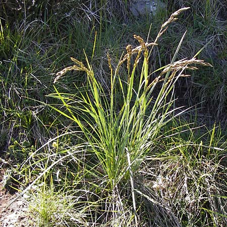 Festuca paniculata \ Gold-Schwingel / Sheep Fescue, I Liguria, Molini di Triora 26.5.2013