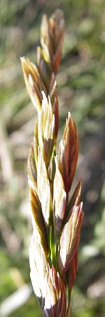 Festuca paniculata \ Gold-Schwingel, I Liguria, Molini di Triora 26.5.2013