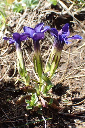 Gentiana verna \ Frhlings-Enzian / Spring Gentian, I Alpi Bergamasche, Pizzo Arera 7.6.2017