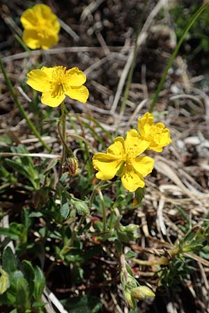 Helianthemum alpestre \ Alpen-Sonnenrschen, I Alpi Bergamasche, Pizzo Arera 7.6.2017