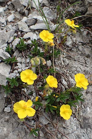 Helianthemum alpestre \ Alpen-Sonnenrschen / Alpine Rock-Rose, I Alpi Bergamasche, Monte Alben 11.6.2017