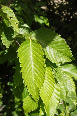 Ostrya carpinifolia \ Hopfen-Buche / Hop Hornbeam, I Liguria, Pietrabruna 30.5.2013