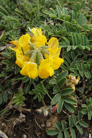 Hippocrepis comosa \ Hufeisenklee / Horseshoe Vetch, I Campo Imperatore 5.6.2007