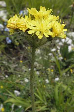 Hieracium cymosum \ Trugdoldiges Habichtskraut / Cymose Hawkweed, I Monti Sibillini 8.6.2007