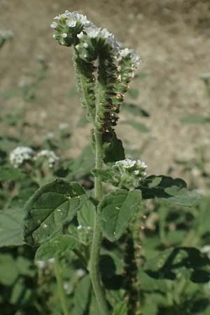 Heliotropium europaeum \ Europische Sonnenwende, I Liguria, Moneglia 25.9.2023