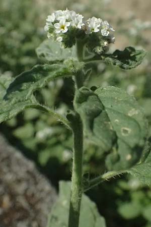 Heliotropium europaeum \ Europische Sonnenwende, I Liguria, Moneglia 25.9.2023