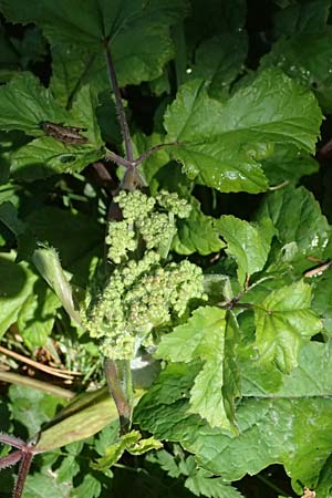 Heracleum sphondylium subsp. elegans \ Berg-Brenklau / Mountain Hogweed, I Liguria, Passo di Cento Croci 27.9.2023