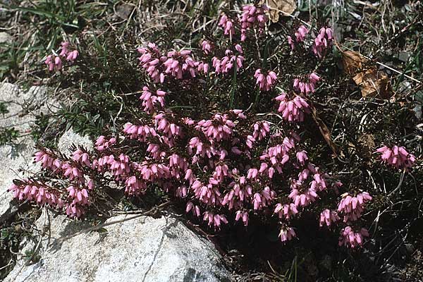 Erica carnea \ Schnee-Glockenheide / Winter Heath, I Monte Baldo 10.5.1986