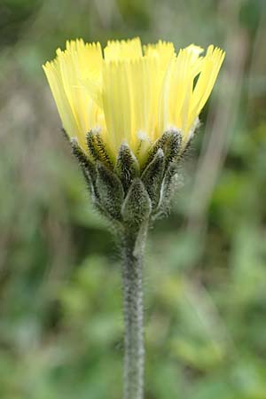 Hieracium hoppeanum \ Hoppes Habichtskraut / Hoppe's Hawkweed, I Südtirol,  Gsieser Tal 7.7.2022