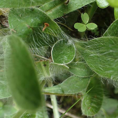 Hieracium hoppeanum \ Hoppes Habichtskraut / Hoppe's Hawkweed, I Südtirol,  Gsieser Tal 7.7.2022