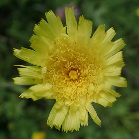 Hieracium hoppeanum \ Hoppes Habichtskraut / Hoppe's Hawkweed, I Südtirol,  Gsieser Tal 7.7.2022