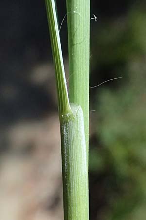 Hyparrhenia hirta / Thatching Grass, Coolatai Grass, I Liguria, Moneglia 26.9.2023