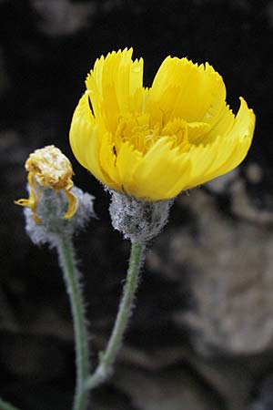 Hieracium tomentosum \ Filziges Habichtskraut / Wooly Hawkweed, I Monti Sibillini, Castelluccio 7.6.2007