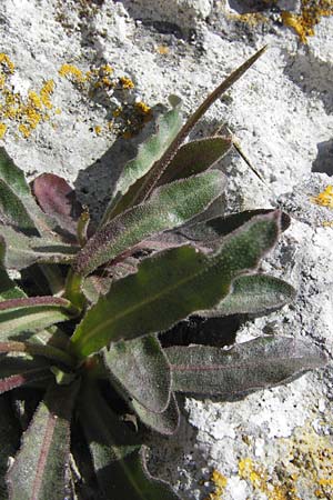 Hieracium spec7 ? \ Habichtskraut / Hawkweed, I Finale Ligure 22.5.2013