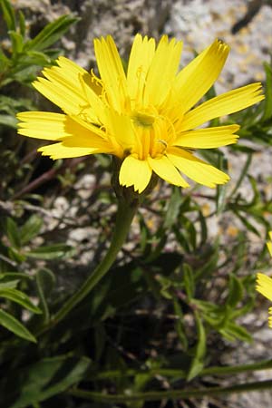 Hieracium spec7 ? \ Habichtskraut, I Finale Ligure 22.5.2013