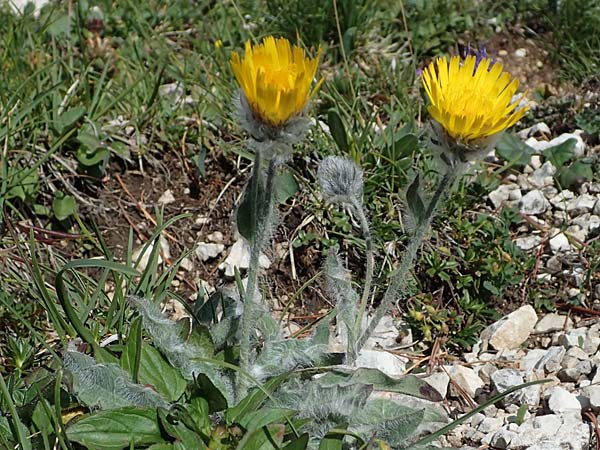 Hieracium villosum \ Zottiges Habichtskraut, I Südtirol,  Plätzwiese 5.7.2022