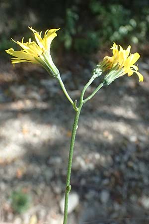 Crepis pulchra \ Glanz-Pippau / Small-Flowered Hawk's-Beard, I Liguria, Passo di Cento Croci 27.9.2023