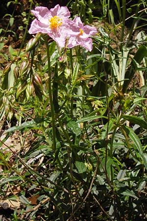 Helianthemum nummularium subsp. semiglabrum ? \ Kahles Sonnenrschen / Glabrous Rock-Rose, I Liguria, Zuccarello 19.5.2013