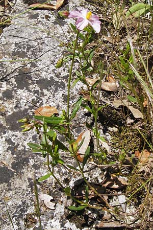 Helianthemum nummularium subsp. semiglabrum \ Kahles Sonnenrschen / Glabrous Rock-Rose, I Finale Ligure 22.5.2013