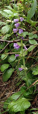 Horminum pyrenaicum \ Drachenmaul / Pyrenean Dead-Nettle, I Alpi Bergamasche, Pizzo Arera 5.6.2017