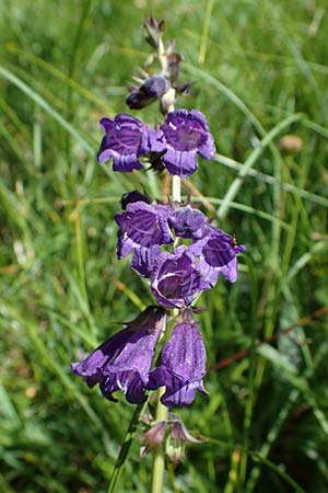 Horminum pyrenaicum \ Drachenmaul / Pyrenean Dead-Nettle, I Südtirol,  Plätzwiese 5.7.2022