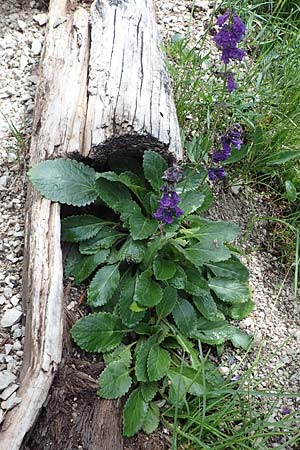 Horminum pyrenaicum \ Drachenmaul / Pyrenean Dead-Nettle, I Südtirol,  Plätzwiese 5.7.2022