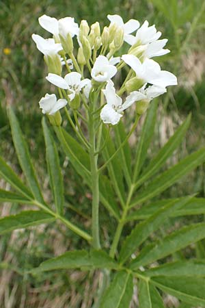 Cardamine heptaphylla \ Siebenblttrige Zahnwurz / Pinnate Coral-Root, I Alpi Bergamasche, Pizzo Arera 9.6.2017