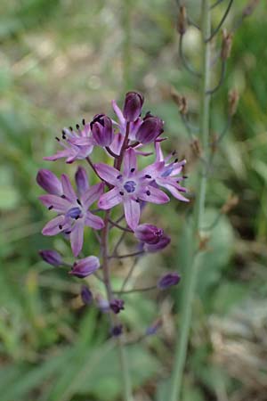 Scilla autumnalis \ Herbst-Blaustern / Autumn Squill, I Liguria, Levanto 4.10.2023