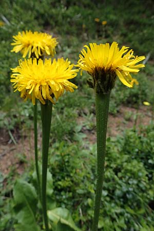 Trommsdorffia uniflora \ Einbltiges Ferkelkraut / One-Headed Cat's-Ear, Giant Cat's-Ear, I Südtirol,  Gsieser Tal 7.7.2022