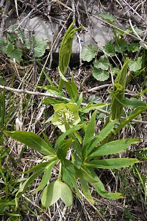 Helleborus viridis \ Grne Nieswurz / Green Hellebore, I Liguria, Imperia, Monte Saccarello 29.5.2013