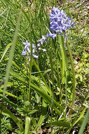 Hyacinthoides italica \ Italienisches Hasenglckchen / Italian Bluebell, I Liguria, Molini di Triora 26.5.2013