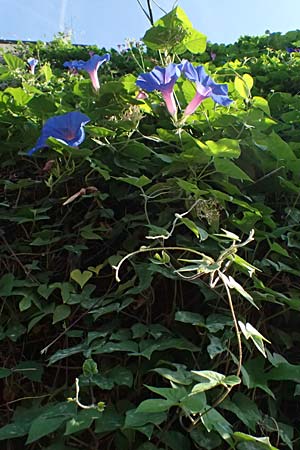 Ipomoea purpurea \ Trichter-Winde, Violette Prunk-Winde, I Liguria, Sestri Levante 3.10.2023