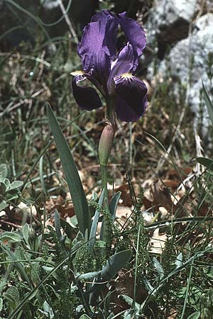 Iris bicapitata \ Zweibltige Schwertlilie / Two-flowered Iris, I Promontorio del Gargano, Monte Calvo 2.5.1985