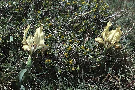 Iris pseudopumila \ Sizilianische Zwerg-Iris, I Promontorio del Gargano, Monte Calvo 2.5.1985